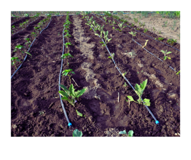 drip irrigation blog (5)