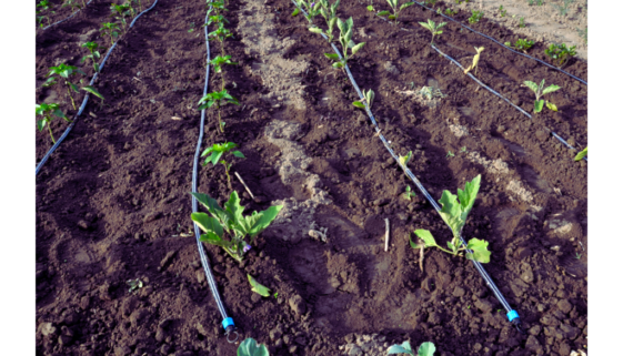 drip irrigation blog (5)