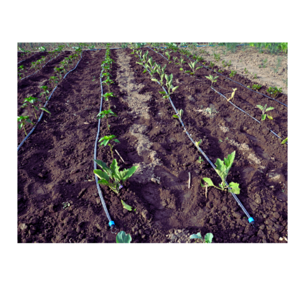 drip irrigation blog (5)