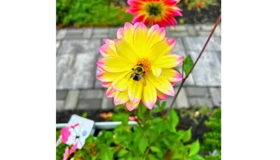 Dahlia Flowers