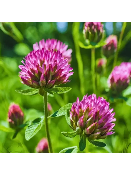 Red Clover