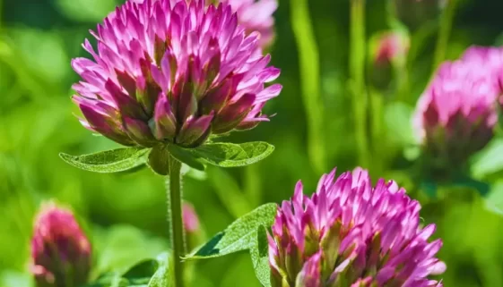 Red Clover