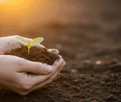 Start Your Garden from Scratch