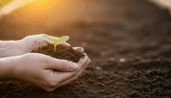 Start Your Garden from Scratch