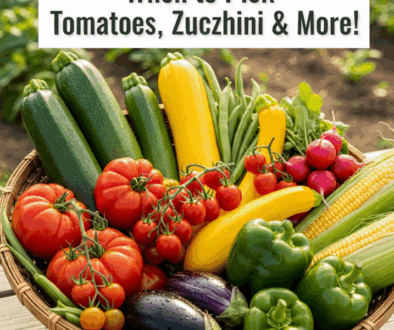 Summer The Bounty of the Sun